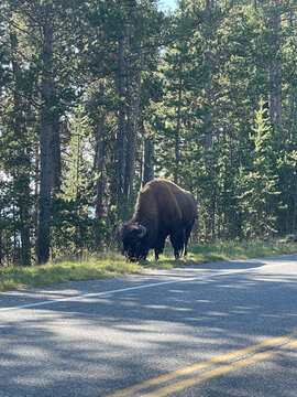Buffalo in Yellowstone