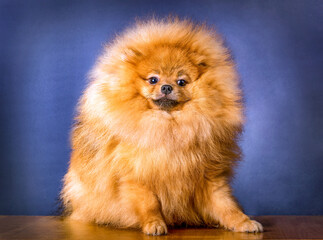 A lovely Pomeranian doggy on blue background.
