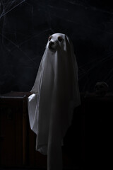 the dog as a ghost for Halloween sits on the chest. Festive mood, scary and eerie. Jack russell terrier in carnival costume