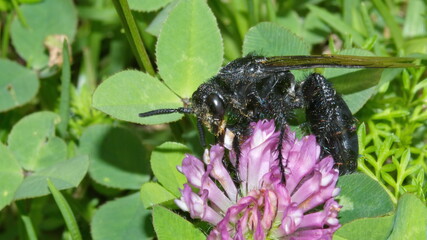 Wasp on a purple clover flower in Cotacachi, Ecuador