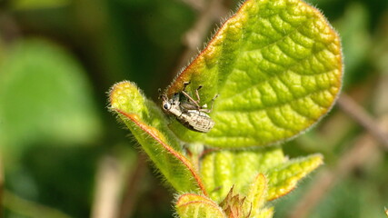 Weevil on a leaf in Cotacachi, Ecuador