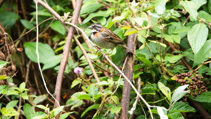 Rufous-collared sparrow (Zonotrichia capensis) in a bush in Cotacachi, Ecuador