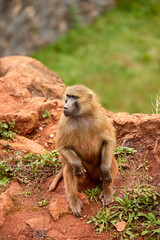 female guinea monkey sitting on the floor