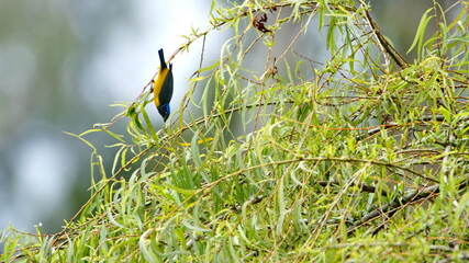 Golden-rumped euphonia (Euphonia cyanocephala) in a tree in Cotacachi, Ecuador