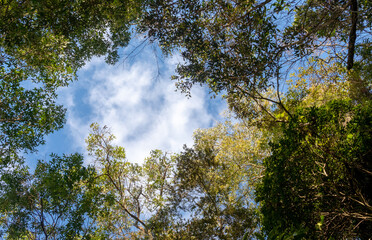 Canopy of Atlantic Forest trees, with blue sky and clouds, Itaipava, Rio de Janeiro, Brazil