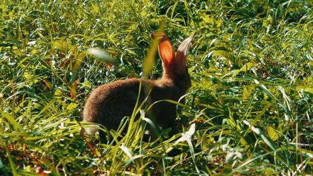 Rabbit in the field eating grass