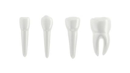 Teeth isolated on white background. Arranged in a row. 3d illustration. Incisor, canine premolar and molar.