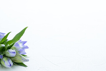 紫色のリンドウ　花の背景　喪中葉書　寒中見舞い