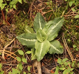Western Rattlesnake Plantain (Goodyera oblongifolia) in Beartooth Mountains, Montana