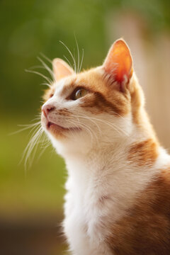portrait of a bicolor cat on a green background