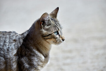 portrait of a common european cat