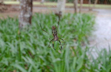 Detail of a large spider in a web, with a green garden in the background, Itaipava, Rio de Janeiro, Brazil