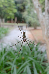 Detail of a large spider in a web, with a green garden in the background, Itaipava, Rio de Janeiro, Brazil