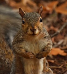 squirrel in the park