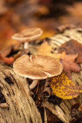 Mushrooms in the forest in the fall