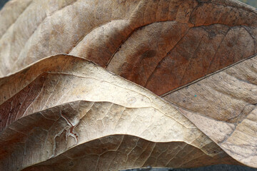 Close up photo of Anthurium dry leaves        