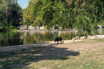 Fototapeta na wymiar Black labrador retriever dog explores the dog park off-leash