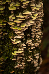 Mushrooms in the forest in the fall