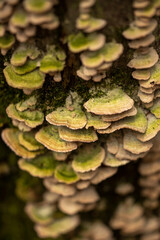 Mushrooms in the forest in the fall