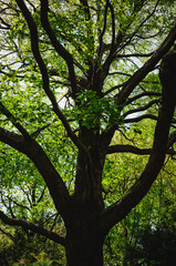 tree in the park