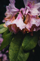 Close up of a flower