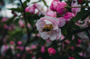Flowers in the garden