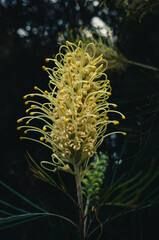 Grevillea flower