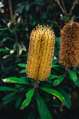 Obraz premium Banksia flower