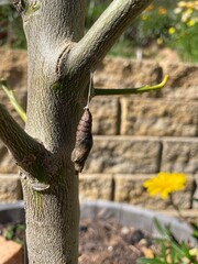 Monarch butterfly cocoon on lemon tree close up