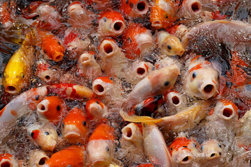 Obraz na płótnie Canvas 口パクパクの鯉