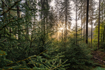 Sunbeams are coming through the foggy morning in the autumnal morning, beautiful nature in the misty fall season.