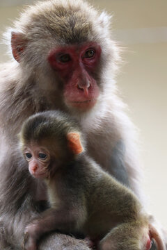 猿の親子 の画像 4 307 件の Stock 写真 ベクターおよびビデオ Adobe Stock