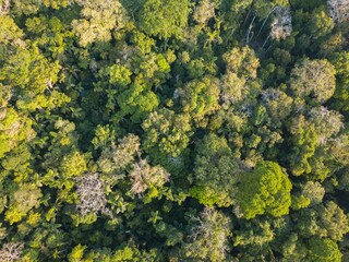 arboles selva a&eacute;rea peru 