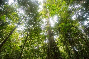 Arboles contrapicado selva perú