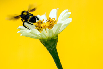 Extreme Closeup of a Bee flying away from a White Flower with a Yellow Background.