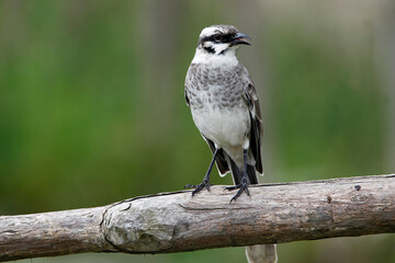 Closeup shot of a wild Brown Sparrow Standing on a Branch with Trees in the Background.