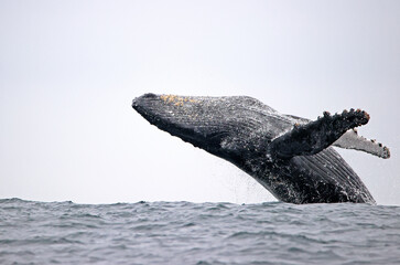 Long Shot of a Humpback  Whale Jumping in the water at Ecuador