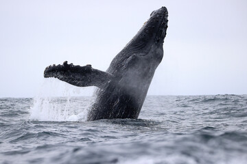 Long Shot of a Humpback  Whale Jumping in the water at Ecuador