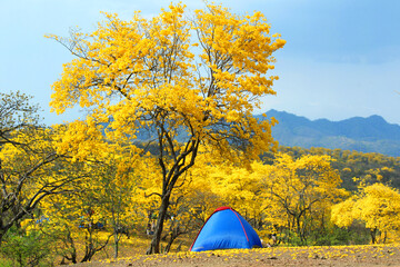 Long Shot  of Camping Tent Next to a Beautiful fully Flourished Yellow Tree at Ecuador