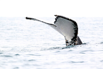 Closeup of a Humpback  Whale Tail coming out of the water in Ecuador