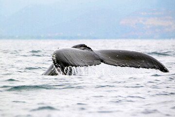 Closeup of a Humpback  Whale Tail coming out of the water in Ecuador