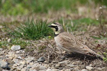 Horned lark
