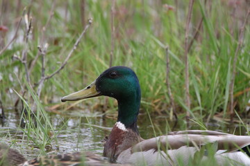 Mallard duck