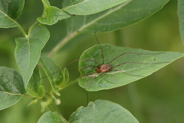 Spider on a leaf
