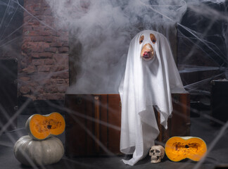 the dog as a ghost for Halloween in smoke . Festive mood, scary and eerie. Nova Scotia Duck Tolling...