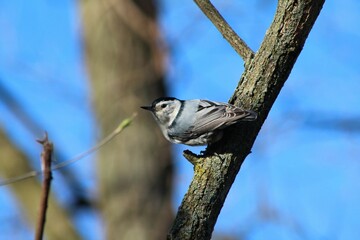 White breasted nuthatch