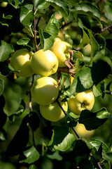 Yellow apples on a branch
