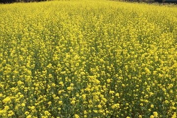 field