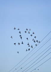 Birds in The Sky