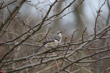 Northern mockingbird